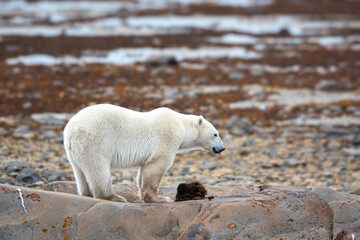 Polar bear