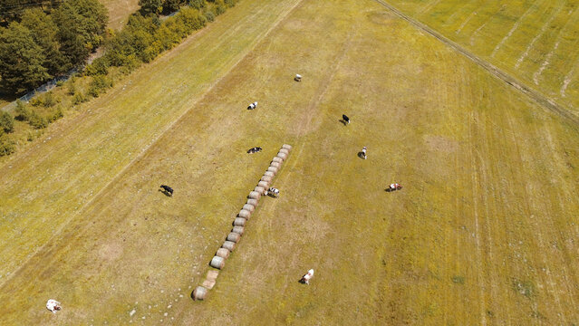 Scenic aerial view of cows on field