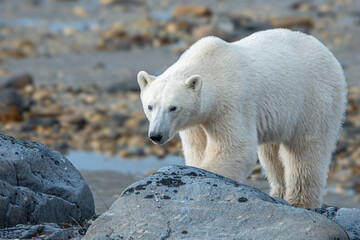Polar bear