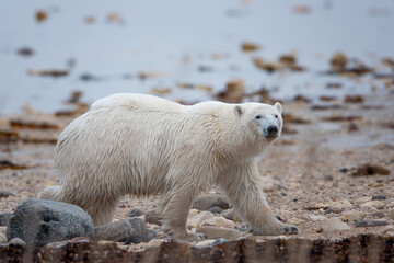 Polar bear