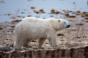 Polar bear