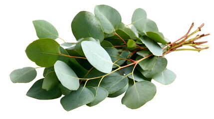 Obraz premium Fresh eucalyptus leaves and branches with stems isolated on transparent background