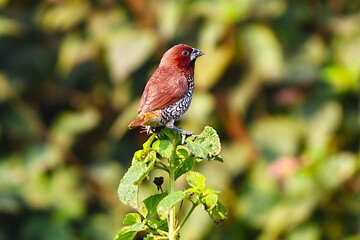 Birds on tree