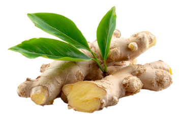 Fresh ginger root with green leaves isolated on transparent background