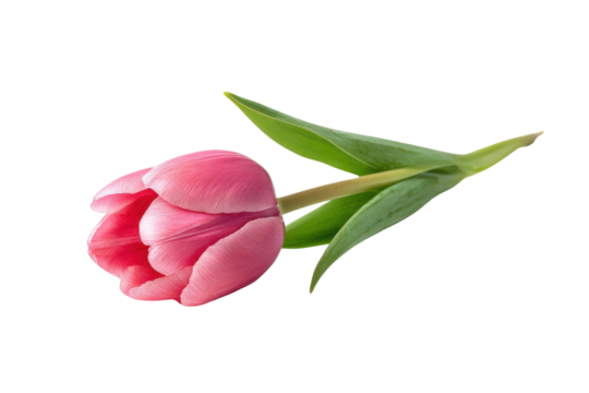 Single pink tulip flower with green leaves isolated on black background image, Png, Isolated on Transparent Background, Cut Out