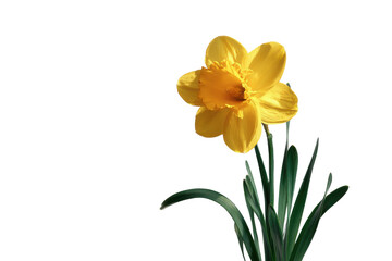 Fototapeta premium Single bright yellow daffodil flower with green leaves on black background bloom blossom, Png, Isolated on Transparent Background, Cut Out