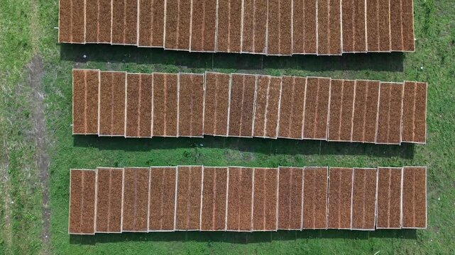 Aerial view of neatly arranged rows of tobacco leaves drying on racks, creating a textured pattern against the green grass, Klaten Regency, Central Java, Indonesia.