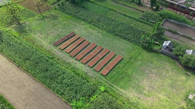 Aerial view of rows of tobacco leaves drying among beautiful green fields, Klaten Regency, Central Java, Indonesia.