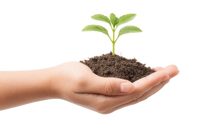 Seedling in Hand: Symbol of New Life, Growth, and Environmental Stewardship