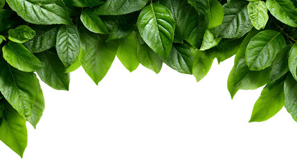Vibrant green leaves forming a natural border against a dark background isolated on transparent background