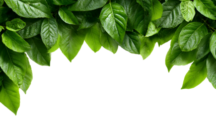 Vibrant green leaves forming a natural border against a dark background isolated on transparent background