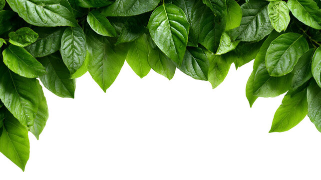 Vibrant green leaves forming a natural border against a dark background isolated on transparent background
