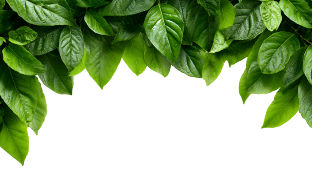 Vibrant green leaves forming a natural border against a dark background isolated on transparent background