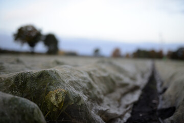 Pflanzen unter Folienabdeckung auf einer Ackerbaufläche der Landwirtschaft einer Herbstlandschaft...