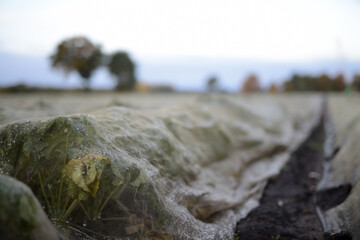 Pflanzen unter Folienabdeckung auf einer Ackerbaufl&auml;che der Landwirtschaft einer Herbstlandschaft im faden, nat&uuml;rlichen Morgenlicht.