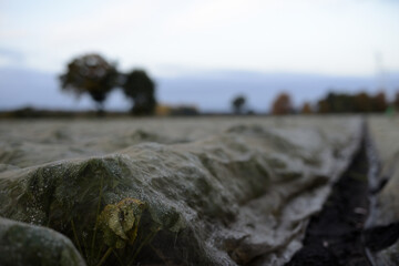 Pflanzen unter Folienabdeckung auf einer Ackerbaufl&auml;che der Landwirtschaft einer Herbstlandschaft im faden, nat&uuml;rlichen Morgenlicht.