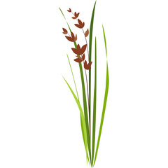 Illustration of Tall Green Grass Stems with Brown Seed Heads and Leaves Against a Transparent White Background in a Stylized Artistic Design
