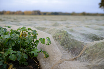 Details auf einer Ackerbaufl&auml;che der Landwirtschaft einer Herbstlandschaft im faden, nat&uuml;rlichen Morgenlicht.