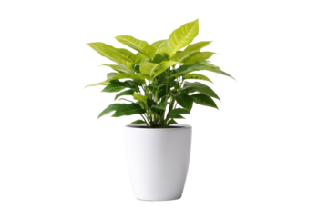 Green plant with pointed leaves in a white pot against a black background image, Png, Isolated on Transparent Background, Cut Out