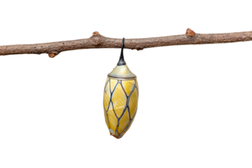 Yellow butterfly chrysalis hanging from brown tree branch against black background pupa insect, Png, Isolated on Transparent Background, Cut Out