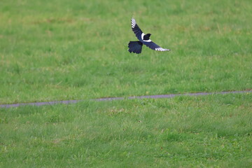 Eurasian magpie (Pica pica) in flight in its natural environment
