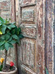 Flower next to old door