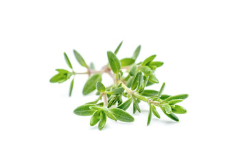 Thyme fresh isolated on white background.