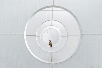 Weimaraner Dog Sits in the Center of a Symmetrical Concrete Wall Design with Concentric Circular