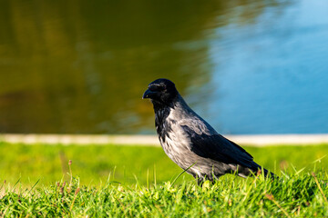 Hooded Crow Bird on Green Grass near Water in Natural Sunlight Wildlife Photography