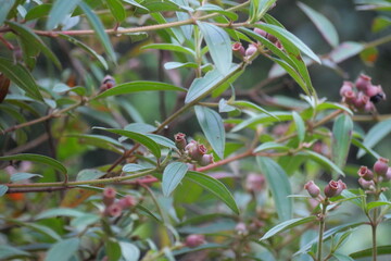 Wild edible forest fruits offer natural sweetness, rich nutrients, and unique flavors found in untouched wilderness.