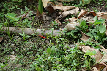 Rainforests provide lush greenery, rich biodiversity, vibrant wildlife, and vital ecosystems essential for Earth&rsquo;s balance.