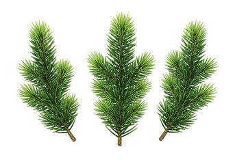 Three green pine tree branches isolated on transparent background