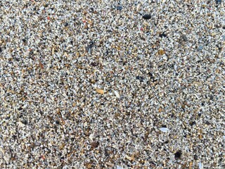 Detailed View of Granular Beach Sand and Crushed Shells