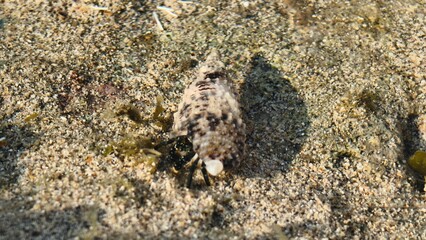Small sea snail on textured sandy ground