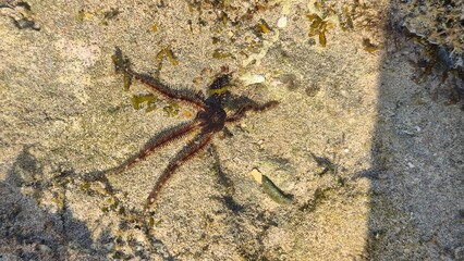 Brittle Star on Sandy Seabed in Shallow Water