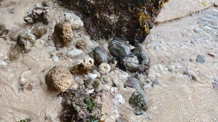 Rocky Beach Shoreline with Pebbles, Shells, and Seaweed