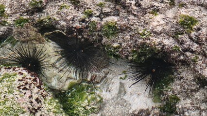 Three Black Sea Urchins in a Rocky Tide Pool