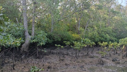 Mangrove Forest at Low Tide