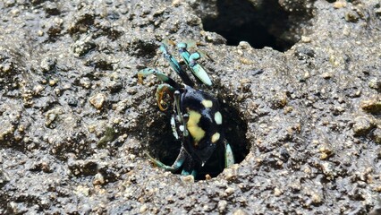 Vibrant Spotted Crab Peeking from its Muddy Burrow