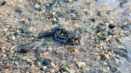 Cluster of Marine Invertebrates on Wet Pebbles