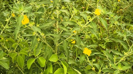 Lush Green Foliage with Bright Yellow Wildflowers