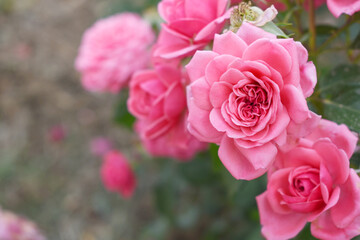 Beautiful pink rose flower closeup in garden, A very beautiful pink yellow rose flower bloomed on the rose tree, Rose flower closeup, bloom flowers, Natural spring flower floral background