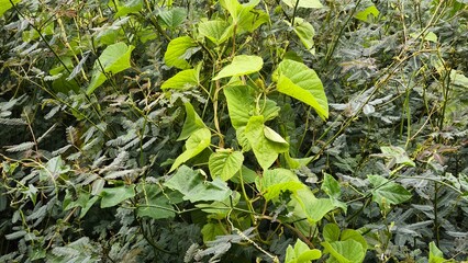 Lush Green Foliage in Natural Habitat
