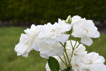 Beautiful white rose flower closeup in garden, A very beautiful white rose flower bloomed on the rose tree, Rose flower closeup, bloom flowers, Natural spring flower, Natural floral background, © Usman Tahir Isolated