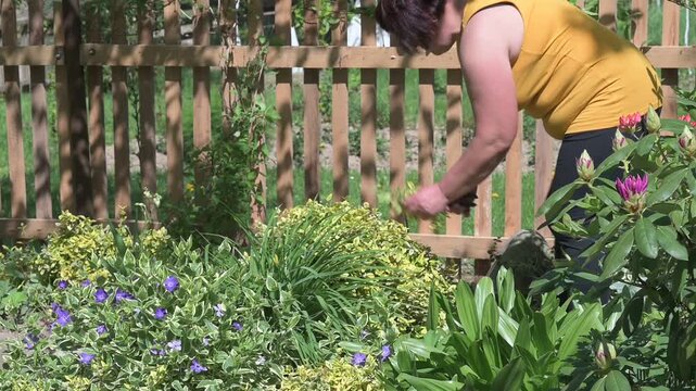 A woman cuts a tree in boxwood style, work in the garden with bushes and fir trees, decorative fir trees.