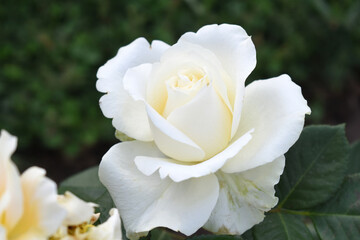 Beautiful white rose flower closeup in garden, A very beautiful white rose flower bloomed on the rose tree, Rose flower closeup, bloom flowers, Natural spring flower, Natural floral background,