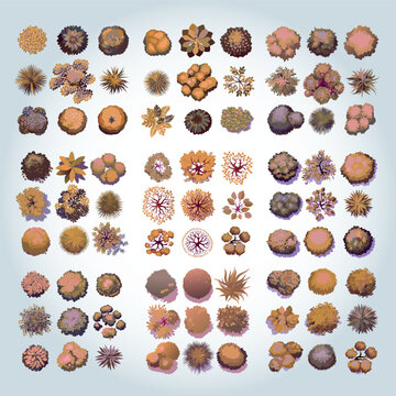 Ensemble de Silhouettes d'Arbres et d'Arbustes pour Plans de Jardins et Architecture Vus de Profil, Nature et V&eacute;g&eacute;tation Couleur d'Automne Vecteur