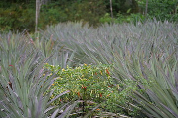 Sweet tropical pineapple with juicy flesh, golden color, refreshing taste, and rich vitamins and enzymes.
