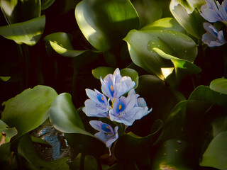Blue Water Hyacinth Flower With Green Leaves on West Lake in Hanoi, Vietnam
