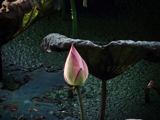Single Lotus Bud on Dark Water on West Lake in Hanoi, Vietnam